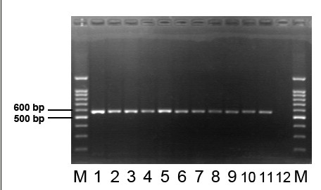 凝膠02.jpg 凝膠02.jpg